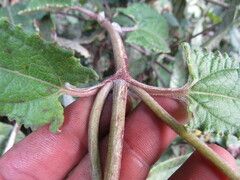 Munnozia senecionidis