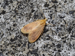 Miltochrista quadrata