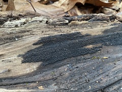 Rosellinia