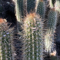 Trichocereus huascha