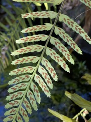 Asplenium erosum