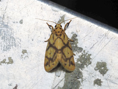 Miltochrista distributa