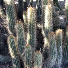 Trichocereus huascha