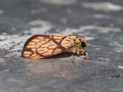 Barsilene pallinflexa
