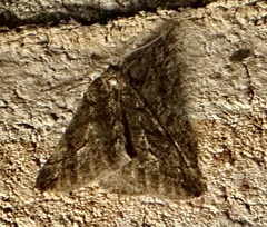 Paleacrita vernata