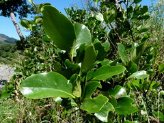 Griselinia lucida