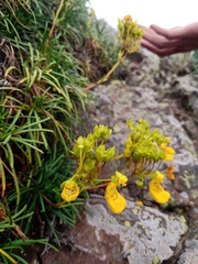 Calceolaria pinifolia