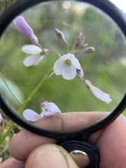 Cardamine californica