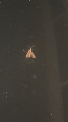 Virbia aurantiaca