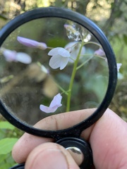 Cardamine californica