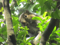 Sciurus deppei