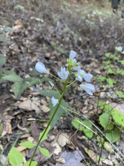 Cardamine californica