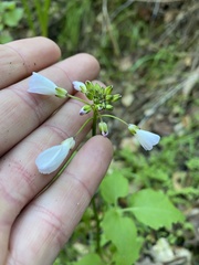 Cardamine californica