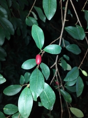 Erythroxylum