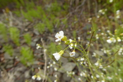 Arabidopsis