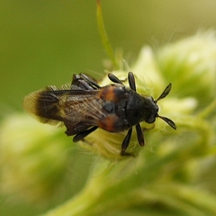 Ripiphorus