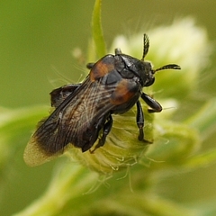Ripiphorus
