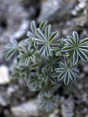 Lupinus albifrons