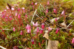 Vaccinium microcarpum