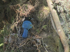 Cyanocorax melanocyaneus