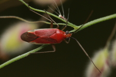 Stenotus pylaon