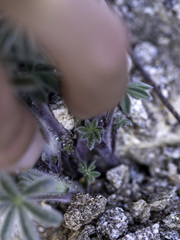 Lupinus albifrons