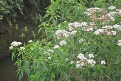 Austroeupatorium inulifolium