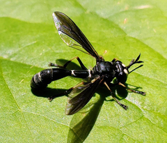 Physocephala tibialis