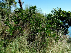 Griselinia lucida