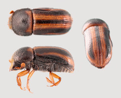 Trypodendron lineatum