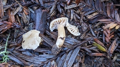 Hodophilus paupertinus