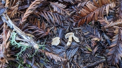 Hodophilus paupertinus