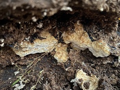Basidiomycota
