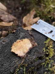 Basidiomycota