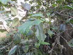 Alnus acuminata