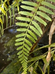 Asplenium erosum