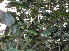 Alnus acuminata