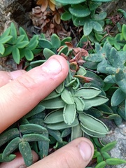 Pellaea ternifolia