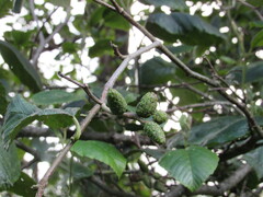 Alnus acuminata
