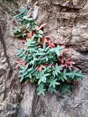 Pellaea ternifolia