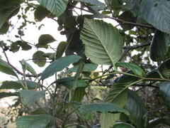 Alnus acuminata