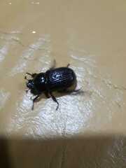 Archophileurus