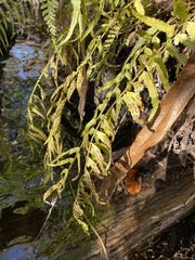 Asplenium erosum