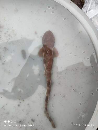 Cloudy catshark (Scyliorhinus torazame) — Scyliorhinidae — 3