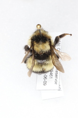Bombus sandersoni