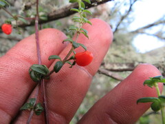 Galium hypocarpium