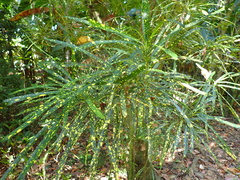 Codiaeum variegatum pictum