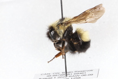 Bombus sandersoni