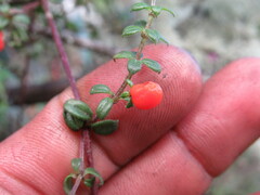 Galium hypocarpium