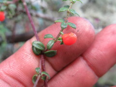 Galium hypocarpium